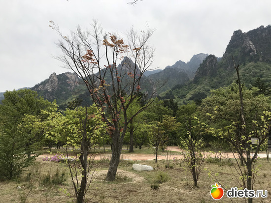 549 фото: Южная Корея. Апрель 2019