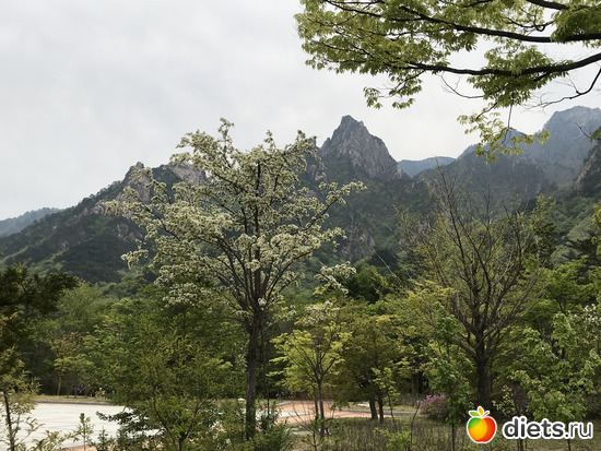 550 фото: Южная Корея. Апрель 2019