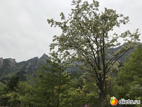 551 фото: Южная Корея. Апрель 2019