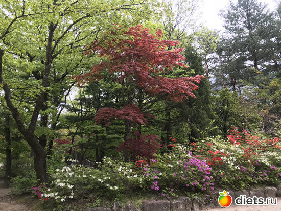 532 фото: Южная Корея. Апрель 2019