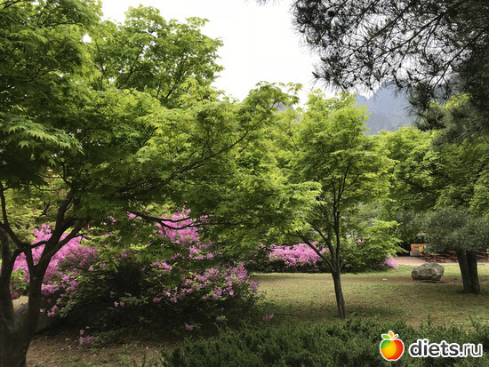 553 фото: Южная Корея. Апрель 2019