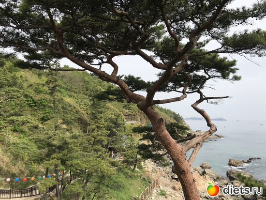 454 фото: Южная Корея. Апрель 2019