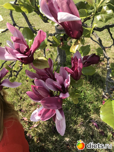 368 фото: Южная Корея. Апрель 2019