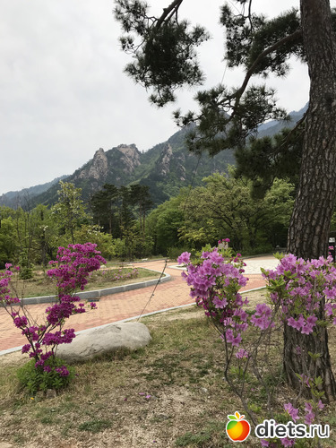 539 фото: Южная Корея. Апрель 2019