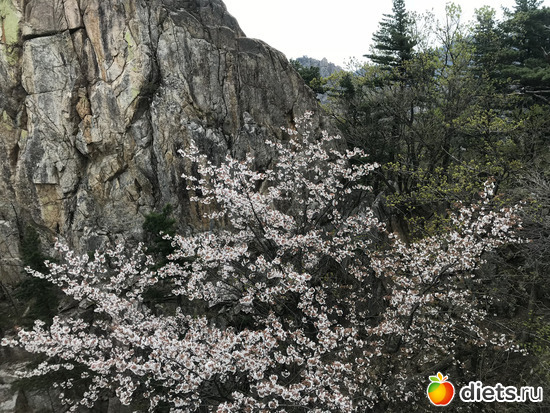 509 фото: Южная Корея. Апрель 2019