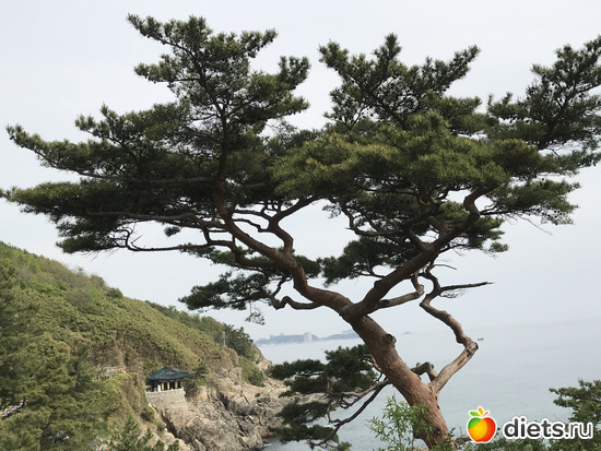 459 фото: Южная Корея. Апрель 2019