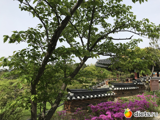 482 фото: Южная Корея. Апрель 2019