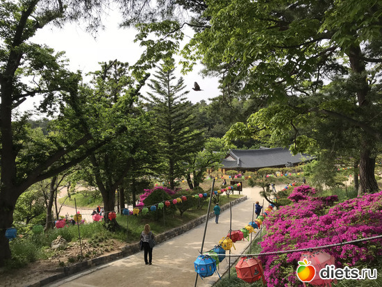 484 фото: Южная Корея. Апрель 2019