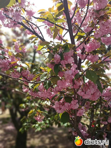 354 фото: Южная Корея. Апрель 2019