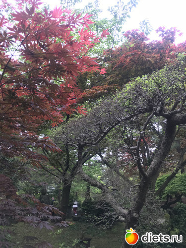 270 фото: Южная Корея. Апрель 2019