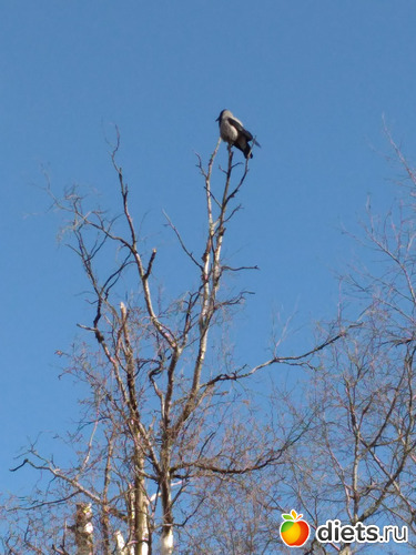 84 ����: ������