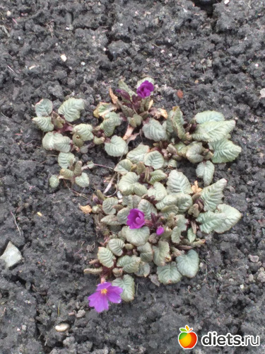 91 ����: ������