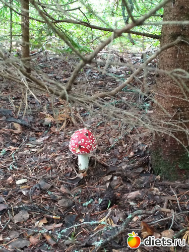 169 ����: ������