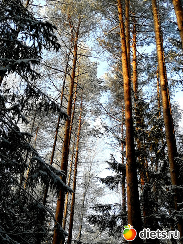 1 фото: Пришла зима - декабрь 2020