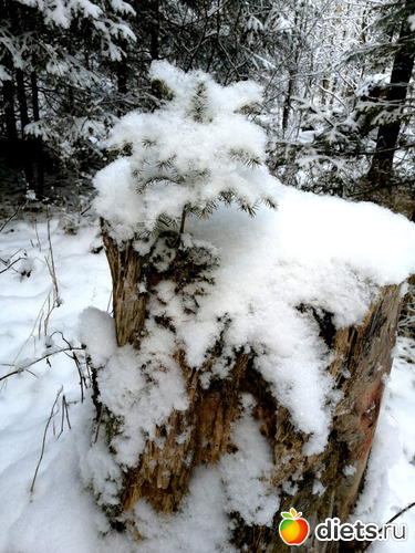 2 фото: Пришла зима - декабрь 2020
