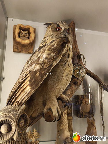 3 фото: Музей сов