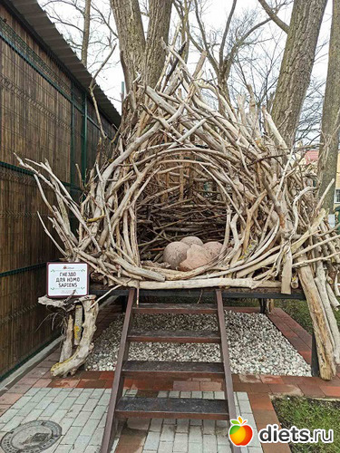 5 фото: Музей сов