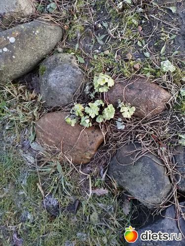 21 ����: ������