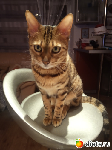 Наш независимый кот Дарик, альбом: Мои фото