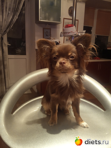 А это наша " веселушка" собачка Лаки, она всех любит, альбом: Мои фото