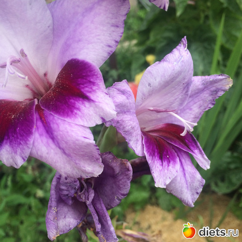 ��� �����, ������: �������