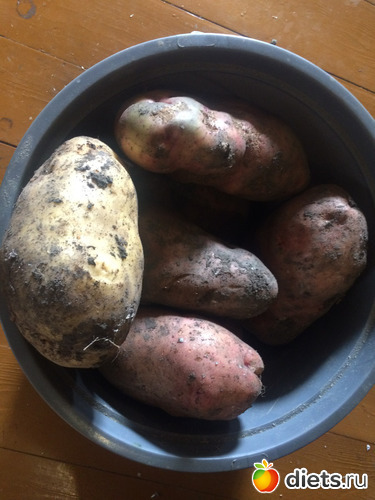 ���� ��������- ������� ���� �����, ������: �������