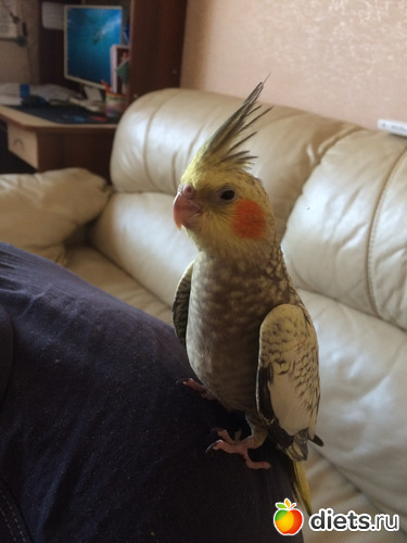 ��������� �����, ������: �������