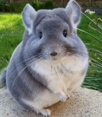 " Магги" 2/28 (попытка № 2 )