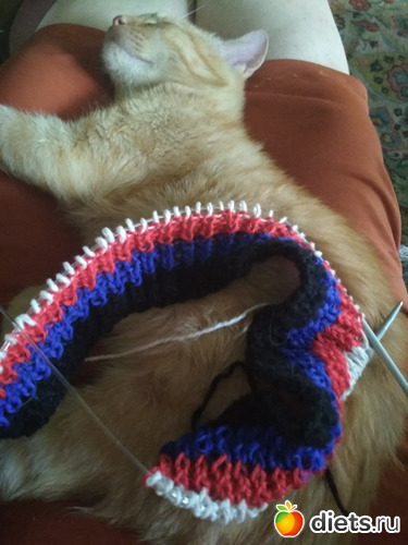 Котик и будущая кофта-пончо, альбом: Повседневность