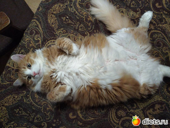 56 фото: Разное