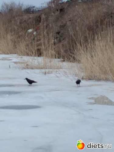 53 ����: ������