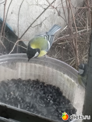 65 фото: Разное