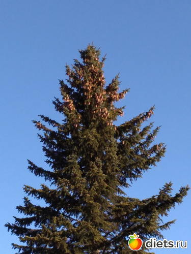 63 ����: ������