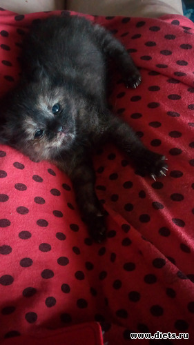 2 фото: Бусинка, моя девочка, солнечная кошка.