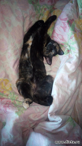 5 фото: Бусинка, моя девочка, солнечная кошка.