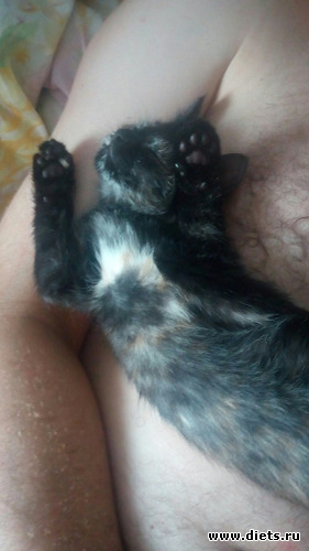 7 фото: Бусинка, моя девочка, солнечная кошка.