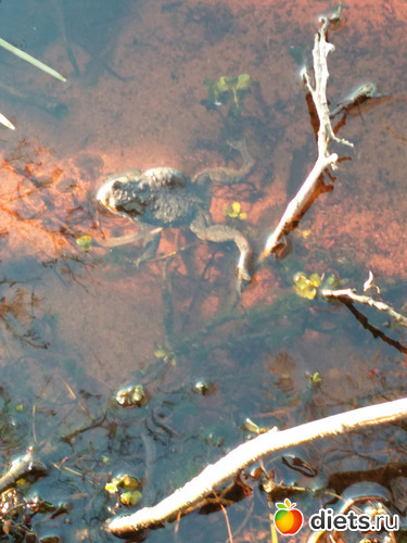 103 фото: Разное