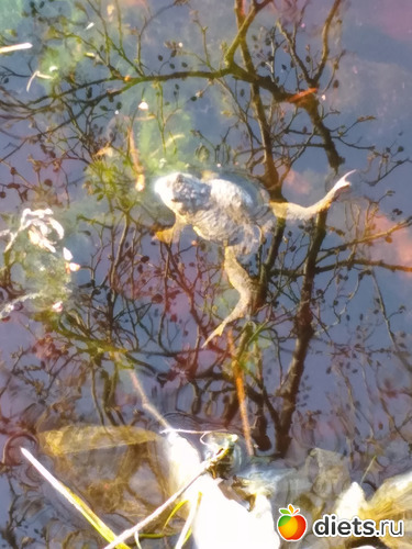 104 ����: ������