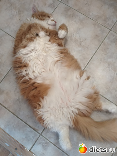 109 фото: Разное