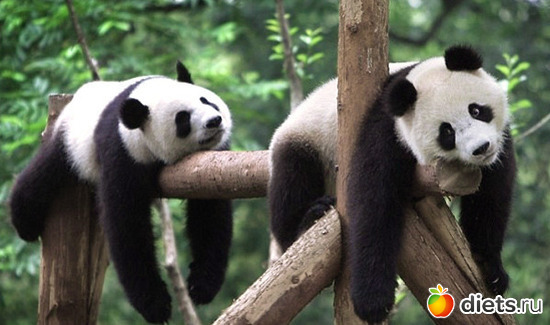 2 фото: ЛЕНЬ