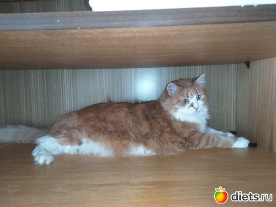 117 ����: ������