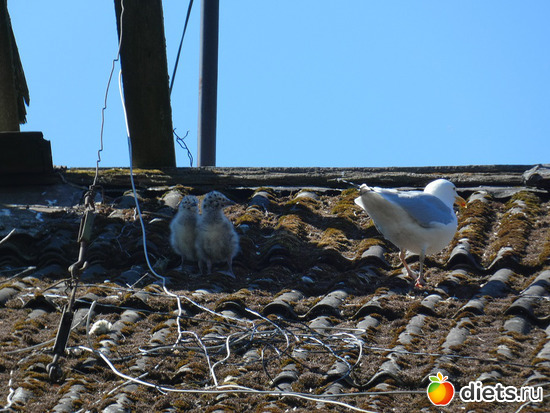 121 ����: ������