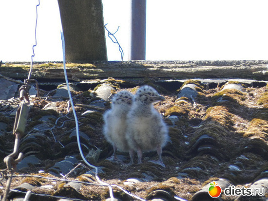 122 ����: ������