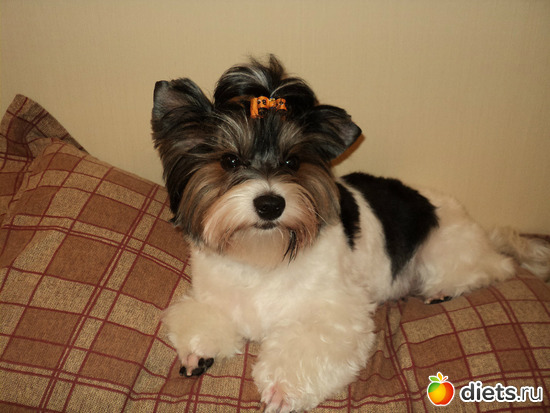 �����, ������: � ������