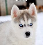 ����� ����� ������