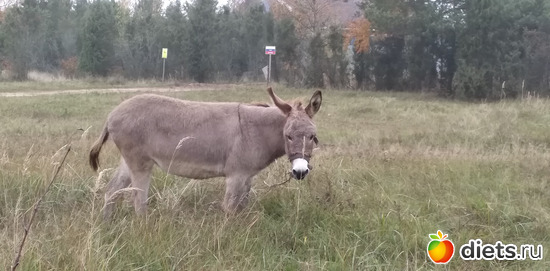 18 фото: Избыточный вес и гормоны