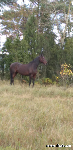 23 фото: Избыточный вес и гормоны