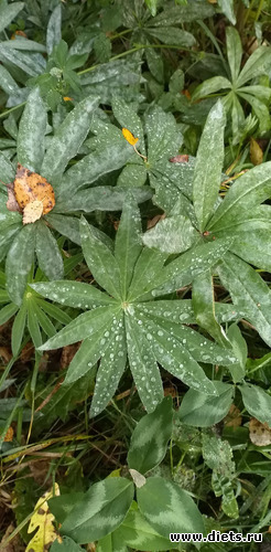 24 фото: Избыточный вес и гормоны