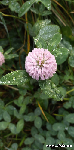 26 фото: Избыточный вес и гормоны