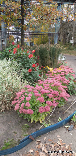 29 фото: Избыточный вес и гормоны